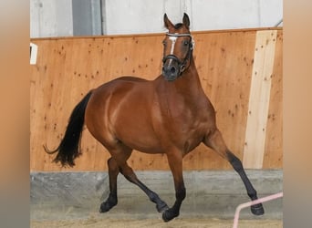 German Riding Pony, Mare, 6 years, 14.1 hh, Brown
