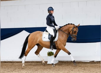 German Riding Pony, Mare, 6 years, 14.1 hh, Brown