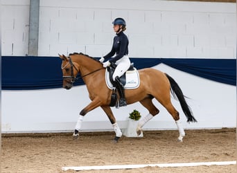 German Riding Pony, Mare, 6 years, 14.1 hh, Brown