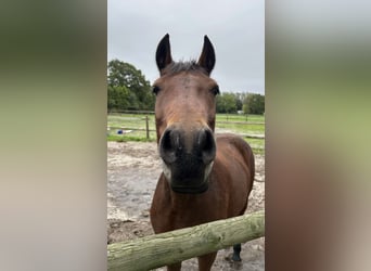 German Riding Pony Mix, Mare, 6 years, 14.1 hh, Brown
