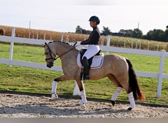 German Riding Pony, Mare, 6 years, 14.1 hh, Buckskin