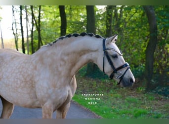 German Riding Pony, Mare, 6 years, 14.1 hh, Buckskin