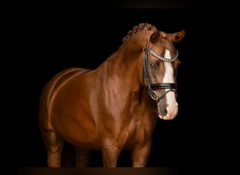 German Riding Pony, Mare, 6 years, 14.1 hh, Chestnut