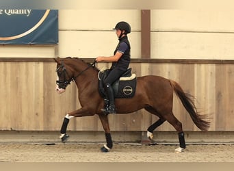 German Riding Pony, Mare, 6 years, 14.1 hh, Chestnut