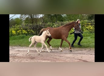 German Riding Pony, Mare, 6 years, 14,1 hh, Chestnut-Red