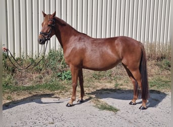 German Riding Pony, Mare, 6 years, 14,1 hh, Chestnut-Red