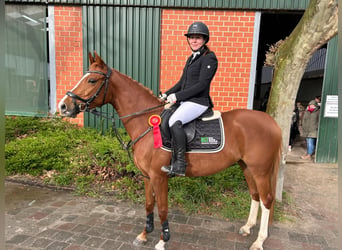 German Riding Pony, Mare, 6 years, 14,1 hh, Chestnut-Red