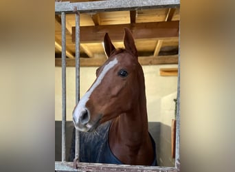 German Riding Pony, Mare, 6 years, 14,1 hh, Chestnut-Red