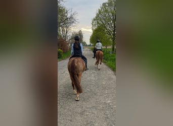 German Riding Pony, Mare, 6 years, 14,1 hh, Chestnut-Red