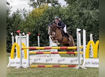 German Riding Pony, Mare, 6 years, 14.1 hh, Chestnut
