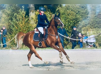 German Riding Pony, Mare, 6 years, 14.1 hh, Chestnut