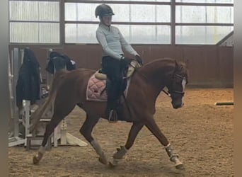 German Riding Pony, Mare, 6 years, 14.1 hh, Chestnut