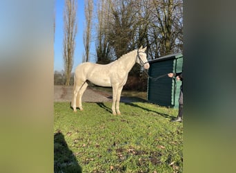 German Riding Pony, Mare, 6 years, 14,1 hh, Cremello