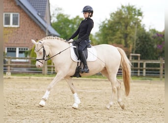 German Riding Pony, Mare, 6 years, 14.1 hh, Cremello