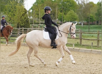 German Riding Pony, Mare, 6 years, 14.1 hh, Cremello