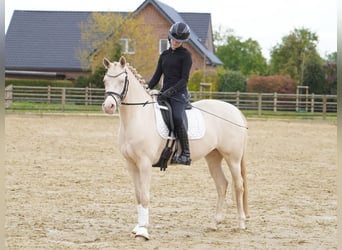 German Riding Pony, Mare, 6 years, 14.1 hh, Cremello