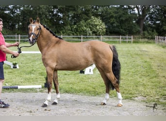 German Riding Pony, Mare, 6 years, 14.1 hh, Dun