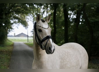 Deutsches Reitpony, Stute, 6 Jahre, 14,1 hh, Falbe