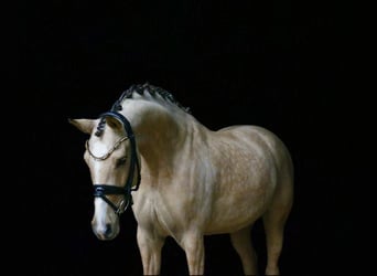 Deutsches Reitpony, Stute, 6 Jahre, 14,1 hh, Falbe