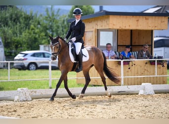 German Riding Pony, Mare, 6 years, 14.1 hh, Dun