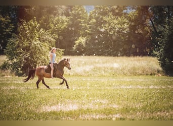 German Riding Pony, Mare, 6 years, 14.1 hh, Dun