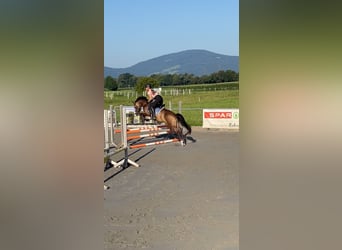 German Riding Pony, Mare, 6 years, 14.1 hh, Dun