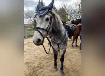 German Riding Pony Mix, Mare, 6 years, 14.1 hh, Gray-Dapple