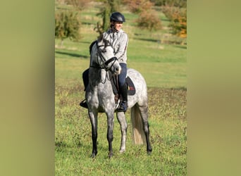German Riding Pony, Mare, 6 years, 14.1 hh, Gray-Dapple