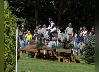 German Riding Pony, Mare, 6 years, 14.1 hh, Grey