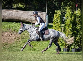 German Riding Pony, Mare, 6 years, 14.1 hh, Grey