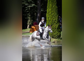 German Riding Pony, Mare, 6 years, 14.1 hh, Grey