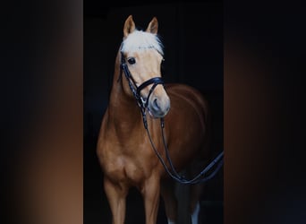 German Riding Pony, Mare, 6 years, 14.1 hh, Palomino