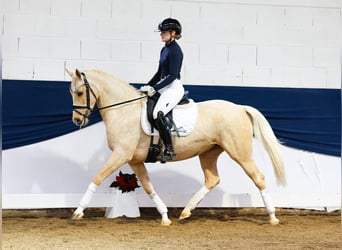 German Riding Pony, Mare, 6 years, 14,1 hh, Palomino