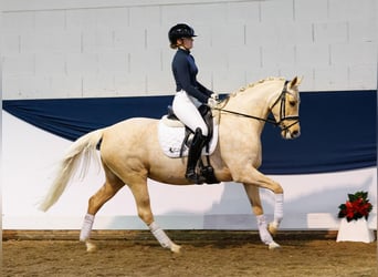 German Riding Pony, Mare, 6 years, 14,1 hh, Palomino