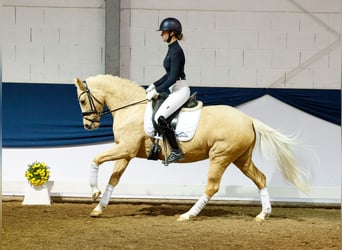 German Riding Pony, Mare, 6 years, 14,1 hh, Palomino