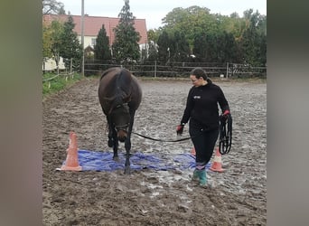 German Riding Pony, Mare, 6 years, 14.2 hh, Bay-Dark
