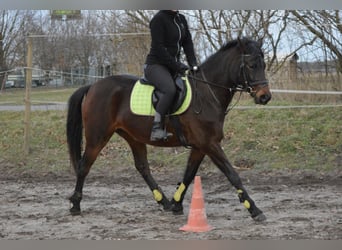 German Riding Pony, Mare, 6 years, 14.2 hh, Bay-Dark