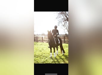 German Riding Pony, Mare, 6 years, 14.2 hh, Bay-Dark