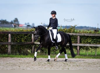 German Riding Pony, Mare, 6 years, 14.2 hh, Black