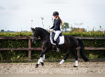 German Riding Pony, Mare, 6 years, 14.2 hh, Black