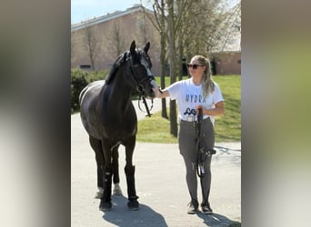German Riding Pony, Mare, 6 years, 14.2 hh, Black