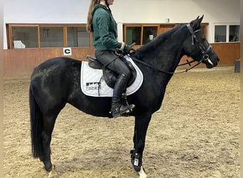 German Riding Pony, Mare, 6 years, 14,2 hh, Black