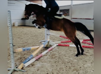 German Riding Pony, Mare, 6 years, 14.2 hh, Brown