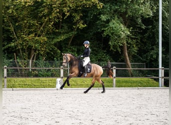German Riding Pony, Mare, 6 years, 14.2 hh, Buckskin