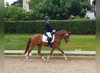 German Riding Pony, Mare, 6 years, 14.2 hh, Chestnut-Red