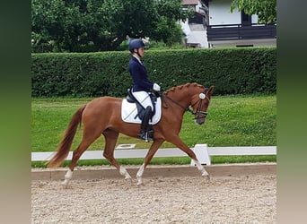 German Riding Pony, Mare, 6 years, 14.2 hh, Chestnut-Red