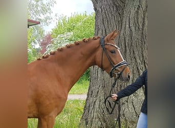German Riding Pony, Mare, 6 years, 14.2 hh, Chestnut-Red