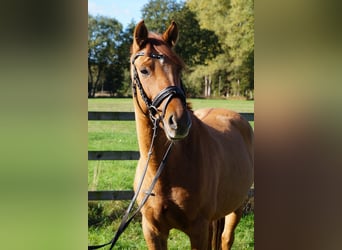 German Riding Pony, Mare, 6 years, 14.2 hh, Chestnut-Red