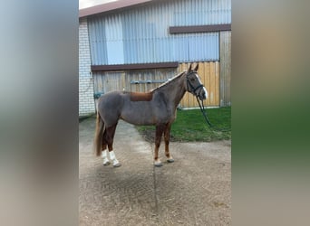 German Riding Pony, Mare, 6 years, 14.2 hh, Chestnut