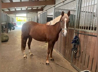 German Riding Pony, Mare, 6 years, 14.2 hh, Chestnut